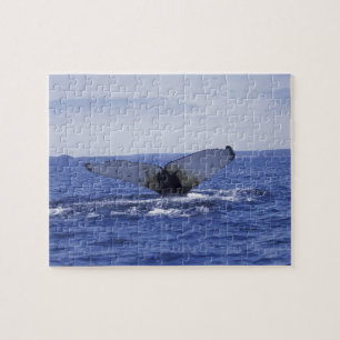 NA, Kanada, Neufundland, Trinity Bay. Buckelwal Puzzle