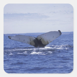 NA, Kanada, Neufundland, Trinity Bay. Buckelwal Quadratischer Aufkleber
