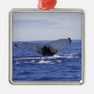 NA, Kanada, Neufundland, Trinity Bay. Buckelwal Silbernes Ornament