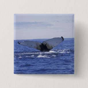 NA, Kanada, Neufundland, Trinity Bay. Humpback Button