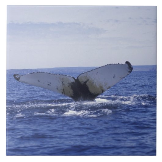 NA, Kanada, Neufundland, Trinity Bay. Humpback Fliese (Vorderseite)