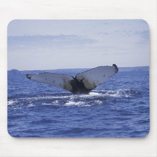 NA, Kanada, Neufundland, Trinity Bay. Humpback Mousepad (Vorne)
