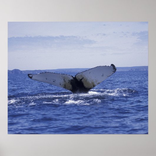 NA, Kanada, Neufundland, Trinity Bay. Humpback Poster (Vorne)