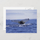 NA, Kanada, Neufundland, Trinity Bay. Humpback Postkarte (Vorne/Hinten)