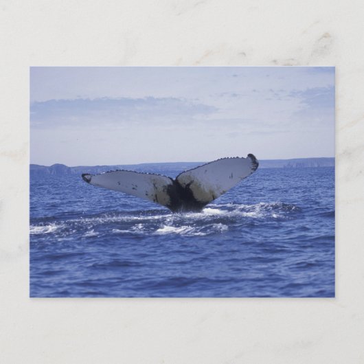 NA, Kanada, Neufundland, Trinity Bay. Humpback Postkarte (Vorderseite)