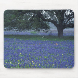 NA, Texas, Devine, Eiche und blaue Bonnetts Mousepad