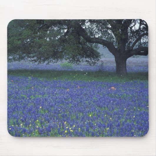 NA, Texas, Devine, Eiche und blaue Bonnetts Mousepad (Vorne)