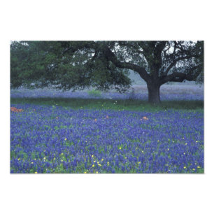 NA, Texas, Devine, Eichen und blaue Bonnets Fotodruck