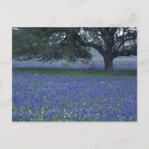 NA, Texas, Devine, Eichen und blaue Bonnets Postkarte