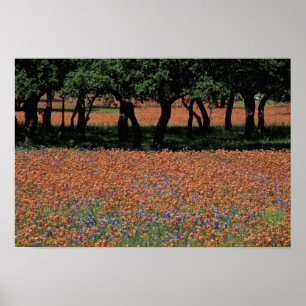 NA, Texas, Texas Hill Country, Buchan-Damm, Poster