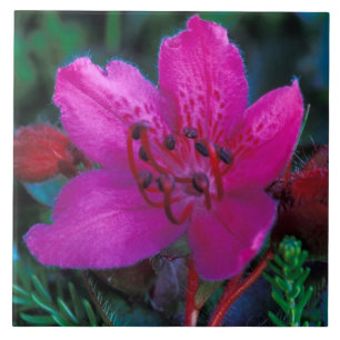 NA, USA, Alaska, Aleuten, Wildblumen Fliese
