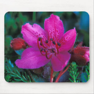 NA, USA, Alaska, Aleuten, Wildblumen Mousepad