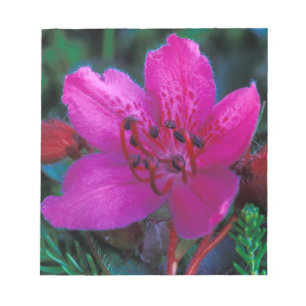 NA, USA, Alaska, Aleuten, Wildblumen Notizblock