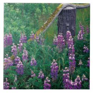 NA, USA, Alaska, Aleutian Islands, Unalaska, Fliese