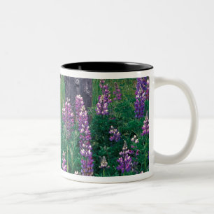NA, USA, Alaska, Aleutian Islands, Unalaska, Zweifarbige Tasse