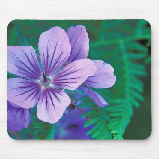 NA, USA, Alaska, Aleutian Islands, Wild Mousepad (Vorne)