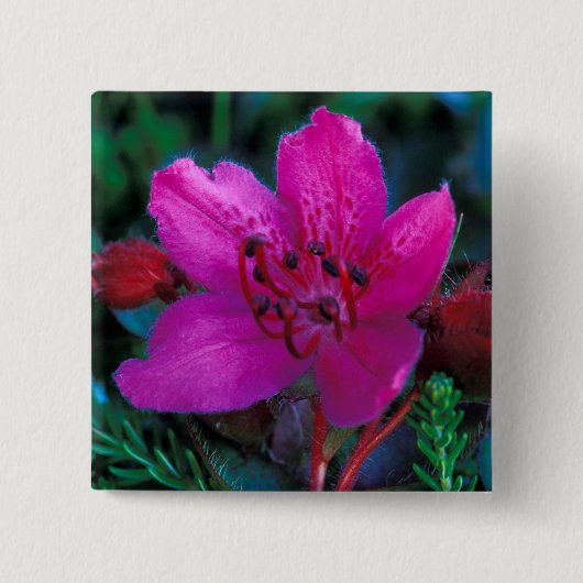 NA, USA, Alaska, Aleutian Islands, Wildblumen Button (Vorderseite)