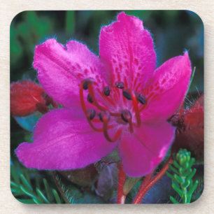 NA, USA, Alaska, Aleutian Islands, Wildblumen Getränkeuntersetzer