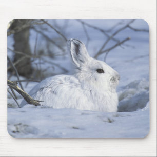 NA, USA, Alaska. Arktisches Nationales Wildtiergeb Mousepad