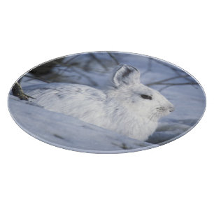 NA, USA, Alaska. Arktisches Nationalwildtier Schneidebrett