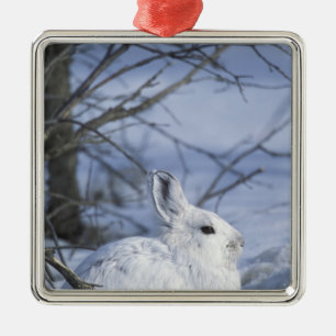 NA, USA, Alaska. Arktisches Nationalwildtier Silbernes Ornament