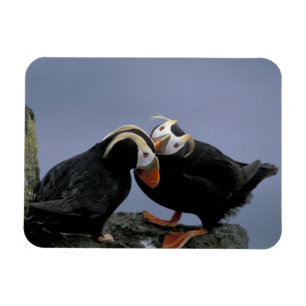 NA, USA, Alaska, Bering Sea, Pribilofs. gespannt Magnet