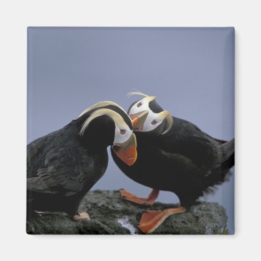 NA, USA, Alaska, Bering Sea, Pribilofs. gespannt Magnet (Vorne)