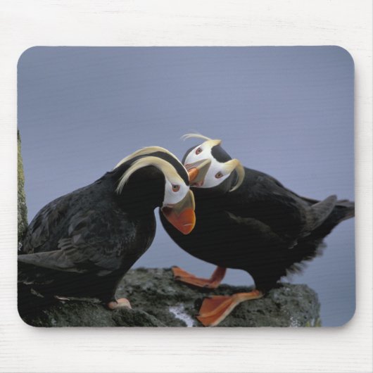 NA, USA, Alaska, Bering Sea, Pribilofs. gespannt Mousepad (Vorne)