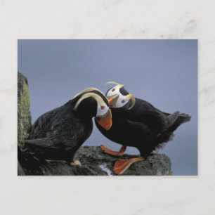 NA, USA, Alaska, Bering Sea, Pribilofs. gespannt Postkarte