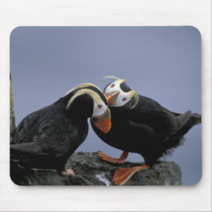 NA, USA, Alaska, Beringmeer, Pribilofs. Schopf- Mousepad