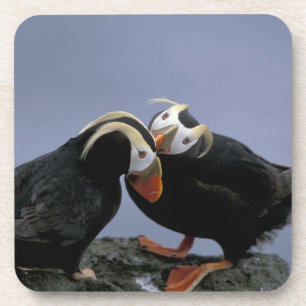 NA, USA, Alaska, Beringmeer, Pribilofs. Schopf- Untersetzer