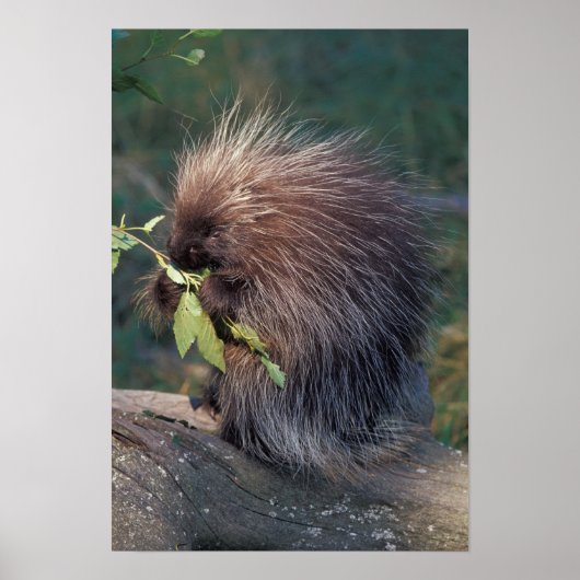 NA, USA, Alaska, Captive porcupine Poster (Vorne)