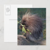 NA, USA, Alaska, Captive porcupine Postkarte (Vorne/Hinten)