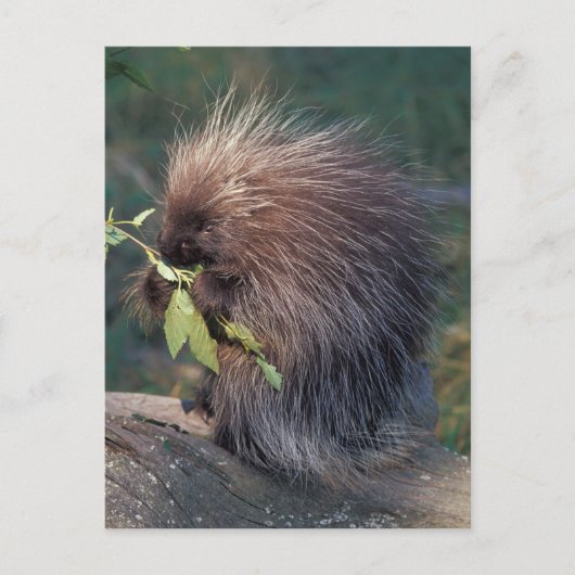 NA, USA, Alaska, Captive porcupine Postkarte (Vorderseite)