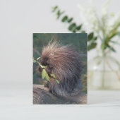NA, USA, Alaska, Captive porcupine Postkarte (Stehend Vorderseite)