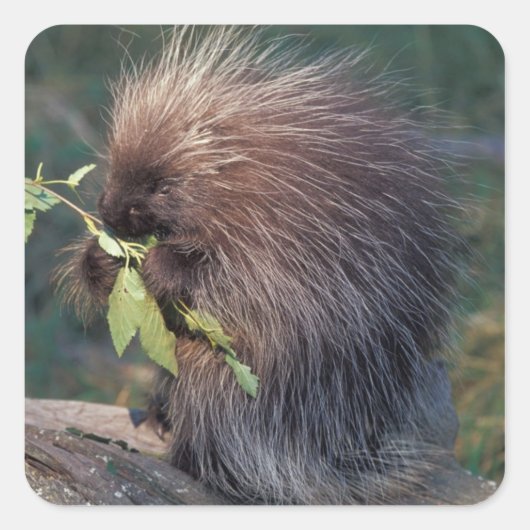 NA, USA, Alaska, Captive porcupine Quadratischer Aufkleber (Vorderseite)