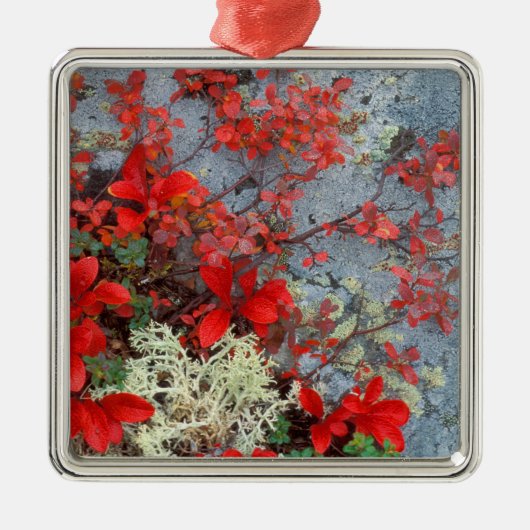 NA, USA, Alaska, Denali NP, Bear berry und Silbernes Ornament (Vorne)