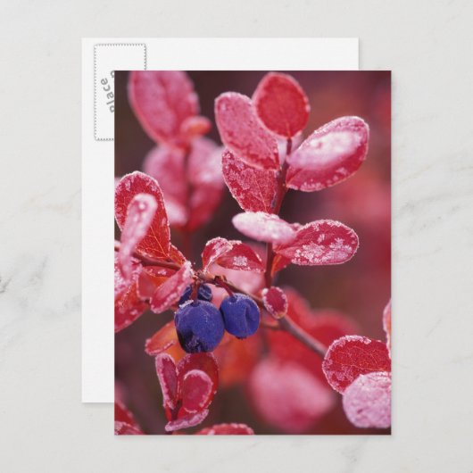 NA, USA, Alaska, Denali NP, Blaubeeren in Postkarte (Vorne/Hinten)