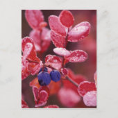 NA, USA, Alaska, Denali NP, Blaubeeren in Postkarte (Vorderseite)