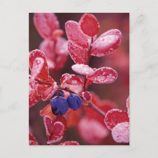NA, USA, Alaska, Denali NP, Blaubeeren in Postkarte (Vorderseite)