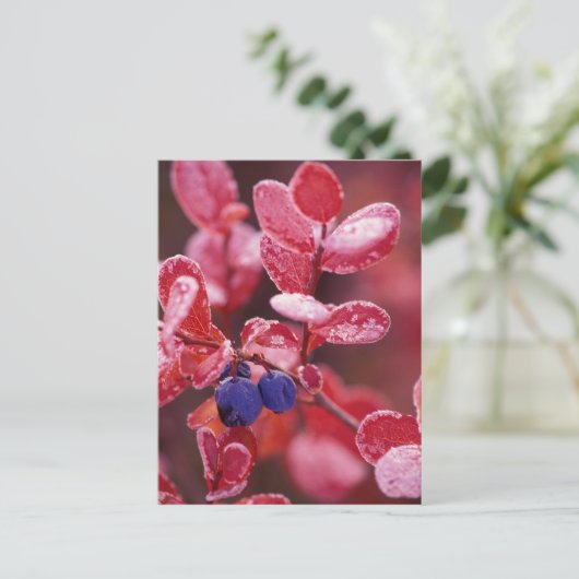 NA, USA, Alaska, Denali NP, Blaubeeren in Postkarte (Stehend Vorderseite)