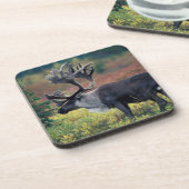 NA, USA, Alaska, Denali NP, Bull caribou 3 Getränkeuntersetzer (Linke Seite)