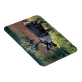 NA, USA, Alaska, Denali NP, Bull caribou 3 Magnet (Rechte Seite)