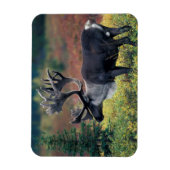 NA, USA, Alaska, Denali NP, Bull caribou 3 Magnet (Vertikal)