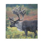 NA, USA, Alaska, Denali NP, Bull caribou 3 Notizblock (Vorderseite)