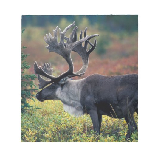 NA, USA, Alaska, Denali NP, Bull caribou 3 Notizblock (Vorderseite)