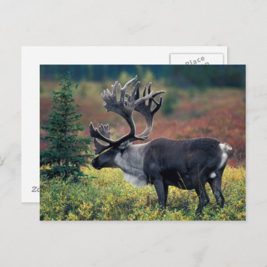 NA, USA, Alaska, Denali NP, Bull caribou 3 Postkarte (Vorne/Hinten)
