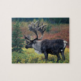 NA, USA, Alaska, Denali NP, Bull Karibu 3 Puzzle