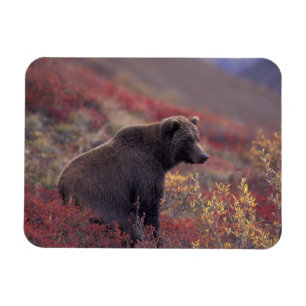NA, USA, Alaska, Denali NP. Ein weiblicher Grizzly Magnet