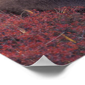 NA, USA, Alaska, Denali NP. Eine Grizzlyfrau Poster (Ecke)